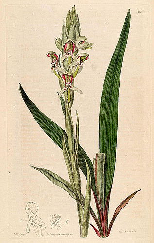 Disa cernua